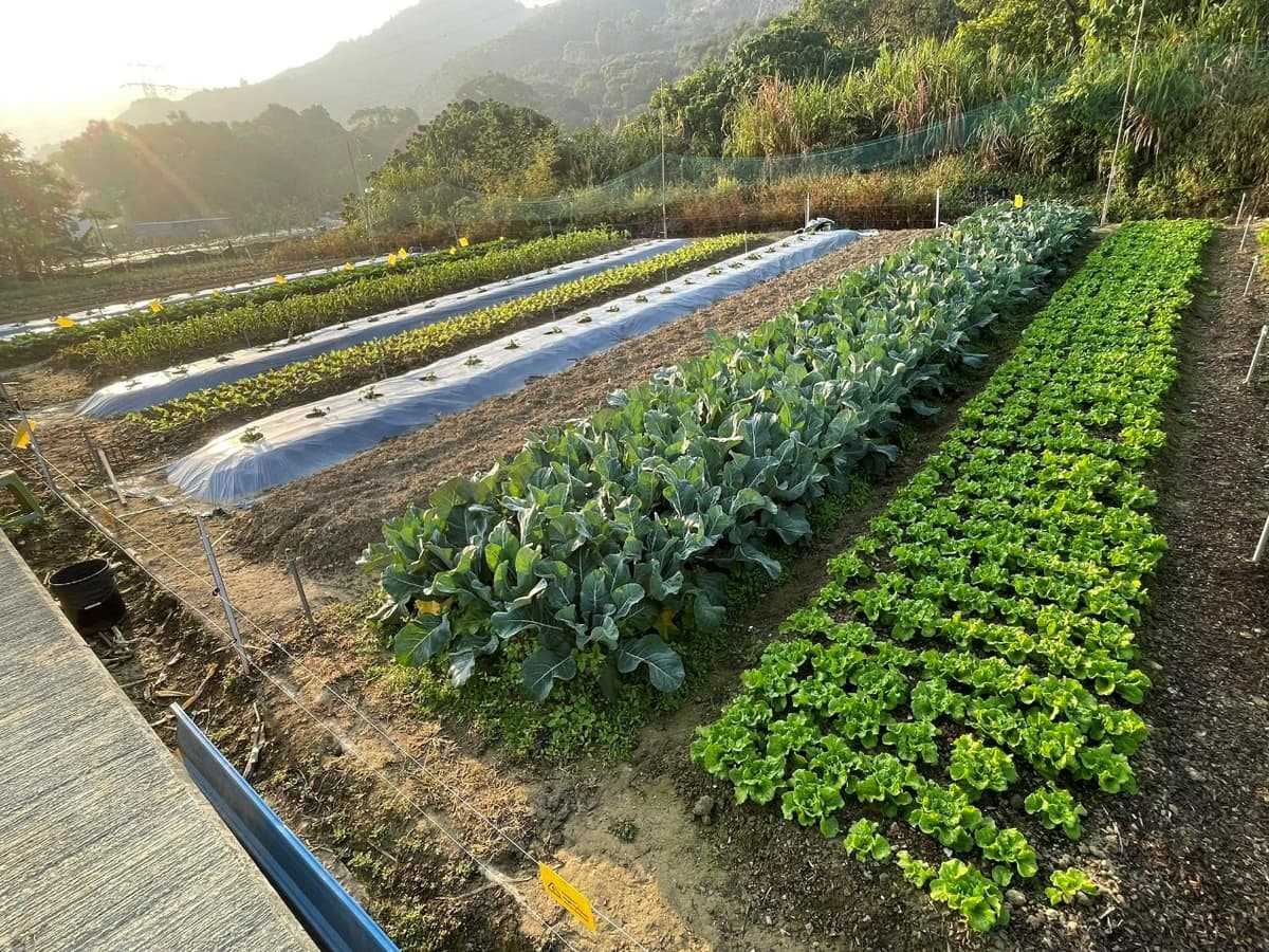 上水親子好去處:酈氏有機農場,三代務農、水田生態導賞,體驗真正農夫日常
